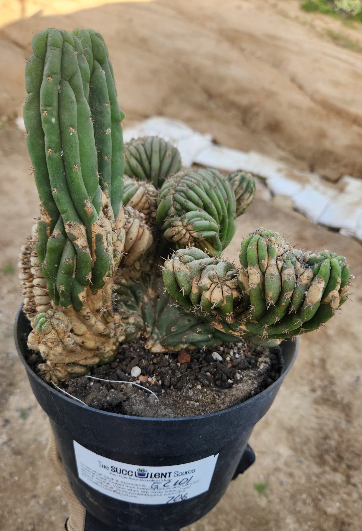 #EC12 EXACT Crested Trichocereus Pachanoi Cactus TLC Potted-Cactus - Large - Exact-The Succulent Source