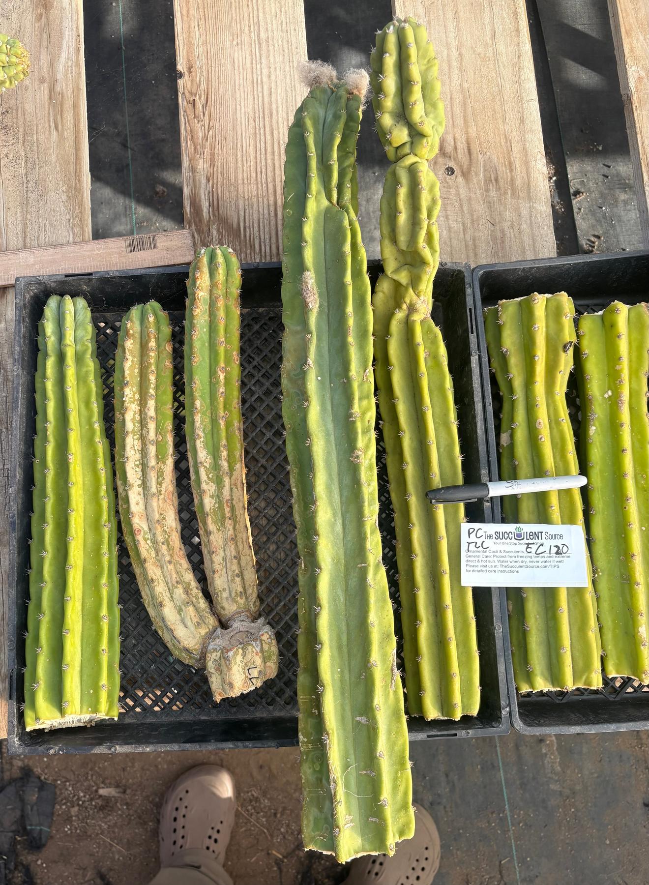 #EC120 EXACT Trichocereus Pachanoi PC Cactus TLC Lot-Cactus - Large - Exact-The Succulent Source