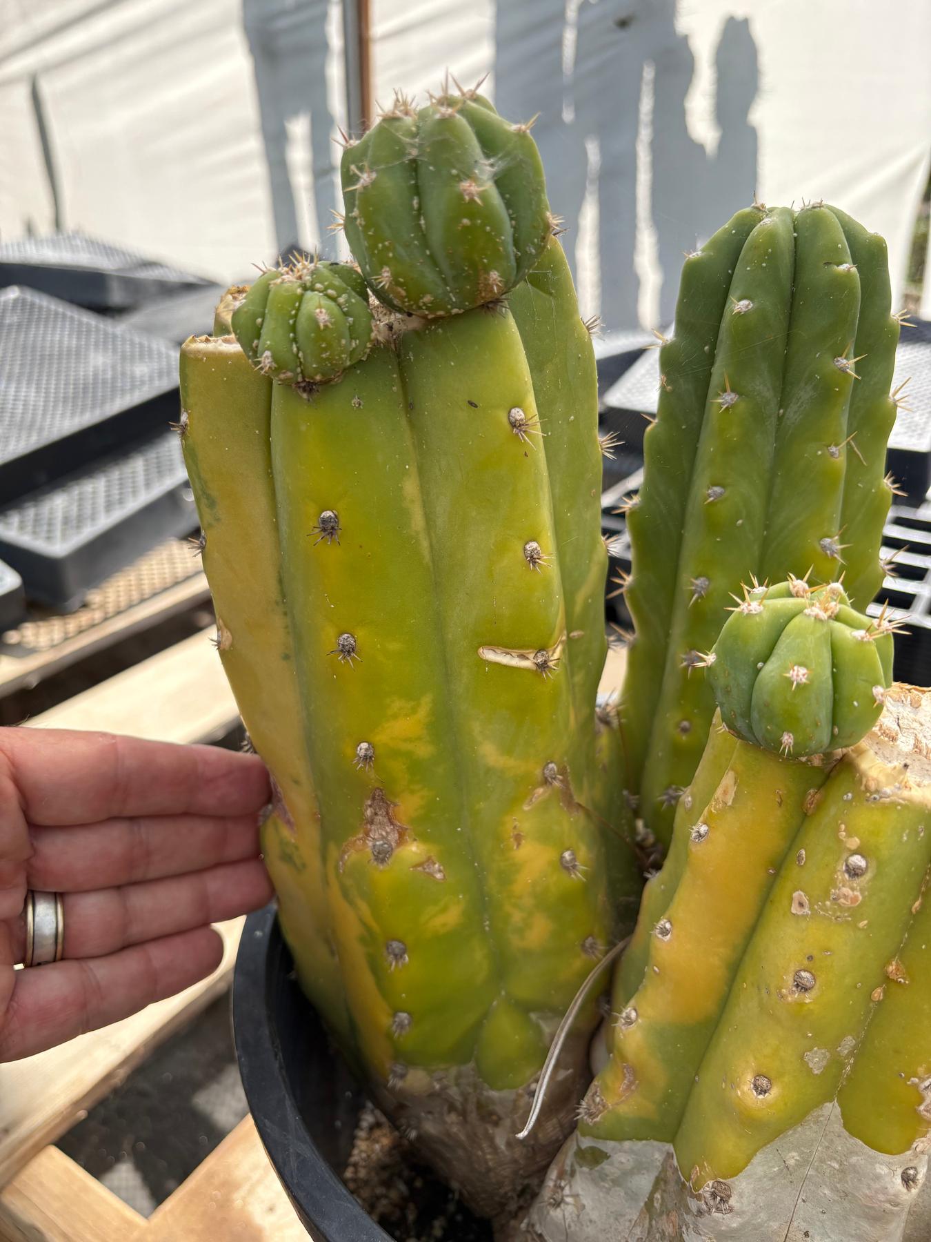 #EC120 EXACT Trichocereus Pachanoi PC Variegated Cactus potted TLC scale-Cactus - Large - Exact-The Succulent Source