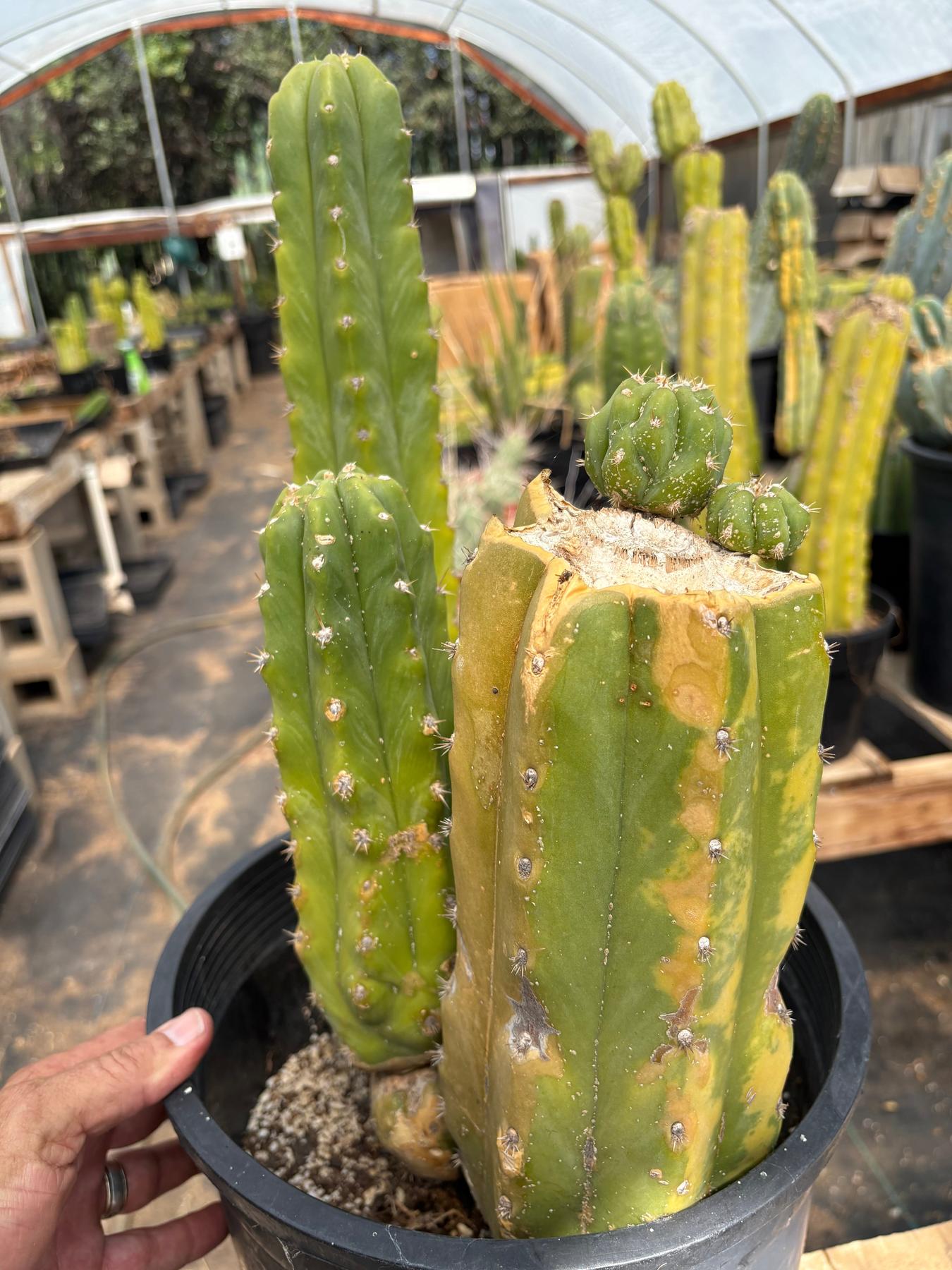 #EC120 EXACT Trichocereus Pachanoi PC Variegated Cactus potted TLC scale-Cactus - Large - Exact-The Succulent Source