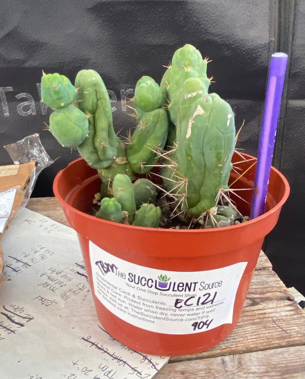 EC121 EXACT Trichocereus Bridgesii Monstrose TBM Cactus " Wedding