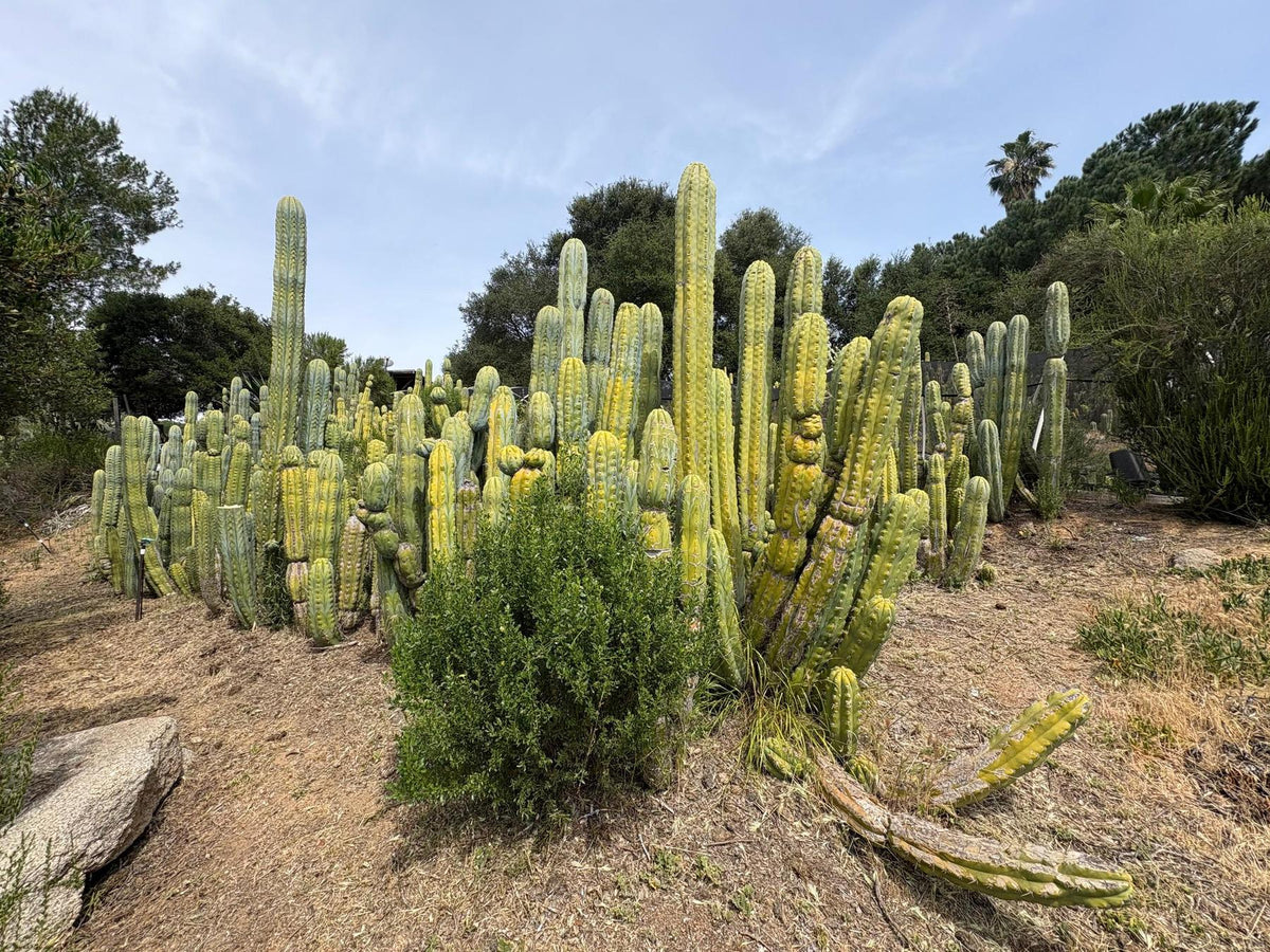 #EC123 EXACT Trichocereus Peruvianus "Resilience” Cactus Cuttings-Cactus - Large - Exact-The Succulent Source