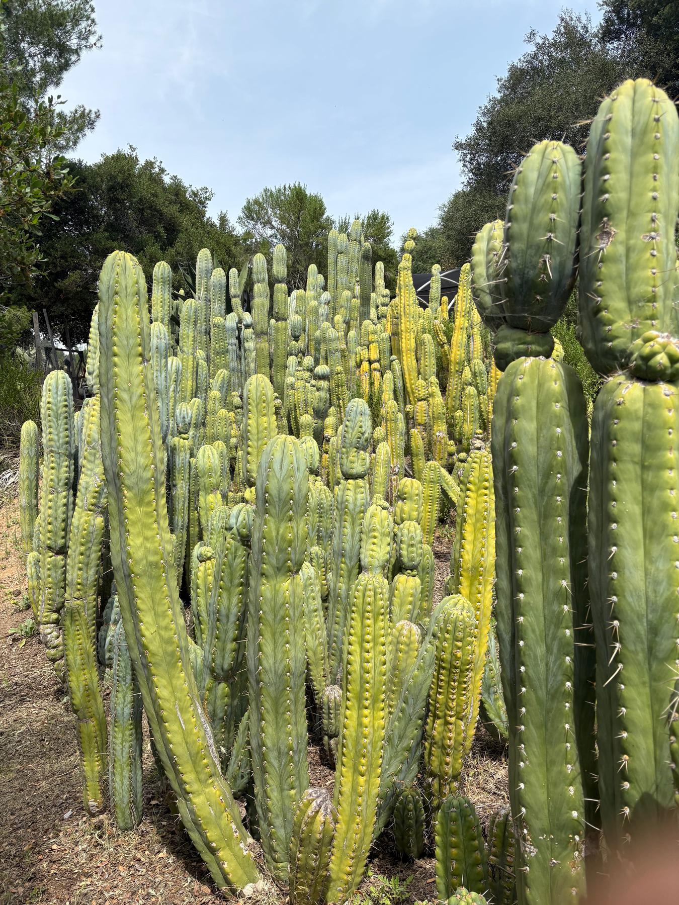 mature san pedro cactus #EC123 EXACT Trichocereus Peruvianus "Resilience” Cactus Cuttings