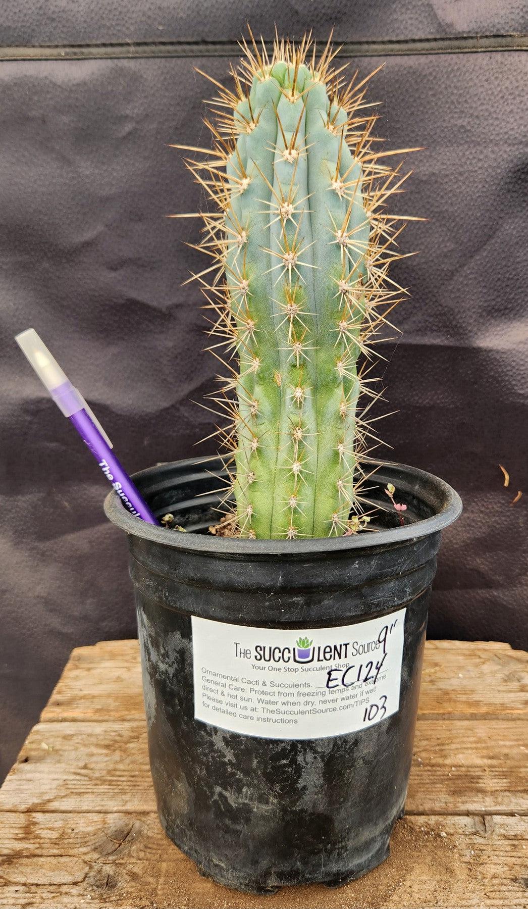 #EC124 EXACT Browningia Hertlingiana Cactus specimen 9"-Cactus - Large - Exact-The Succulent Source