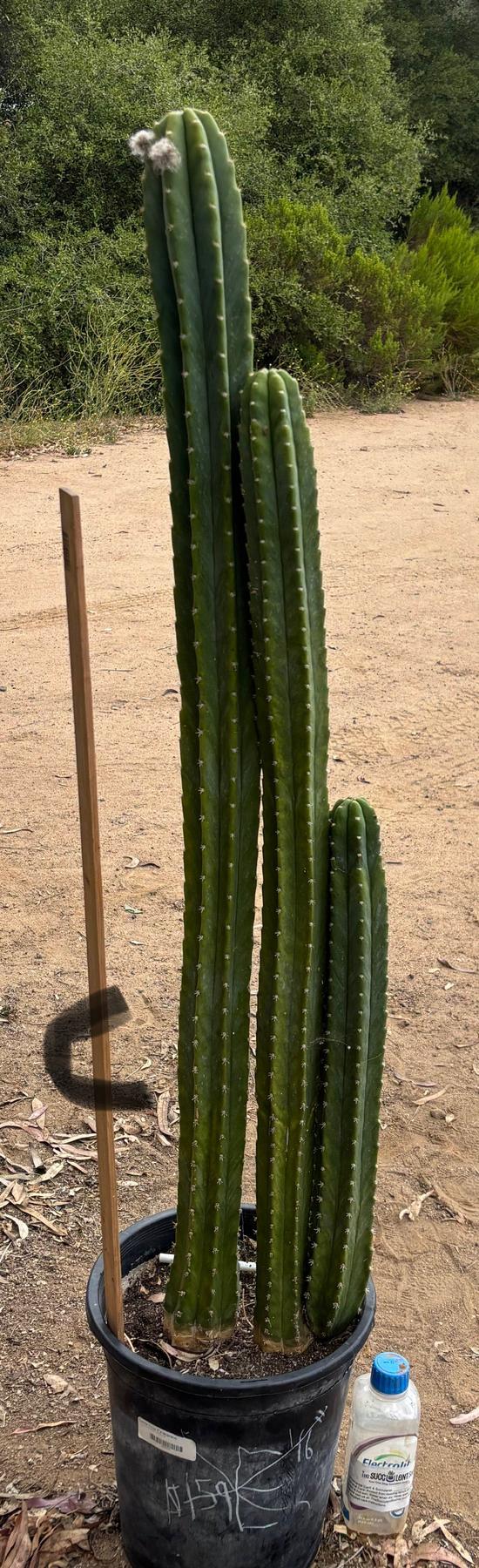 #EC125 EXACT GIANT Trichocereus Pachanoi PC Cactus Potted Specimens-Cactus - Large - Exact-The Succulent Source