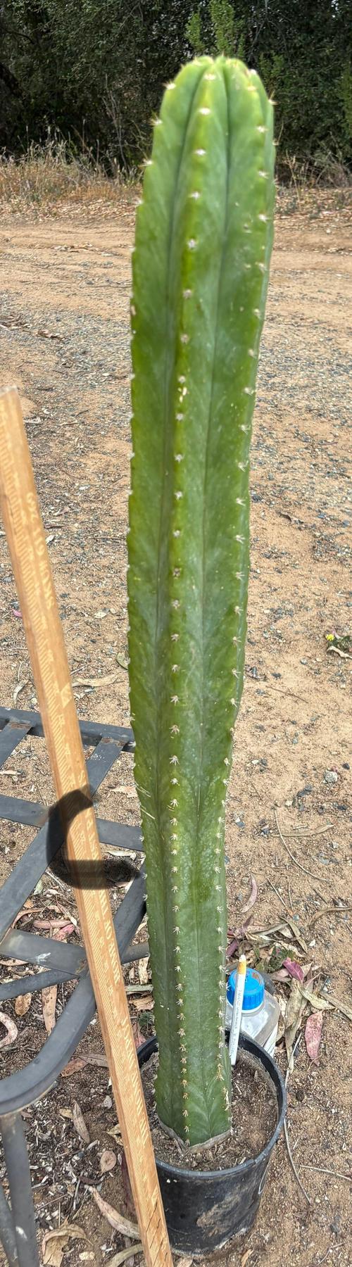 #EC125 EXACT GIANT Trichocereus Pachanoi PC Cactus Potted Specimens-Cactus - Large - Exact-The Succulent Source