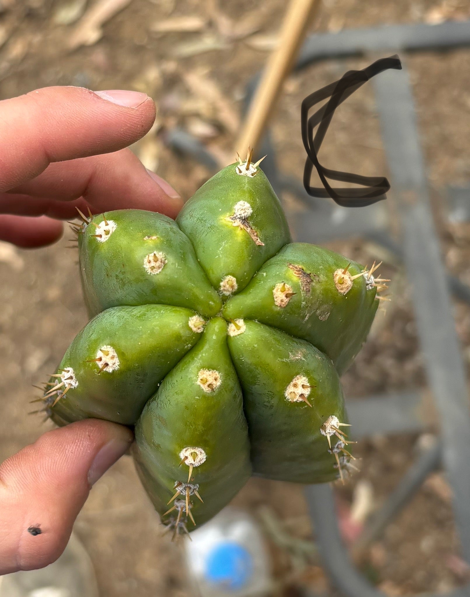 #EC125 EXACT GIANT Trichocereus Pachanoi PC Cactus Potted Specimens-Cactus - Large - Exact-The Succulent Source