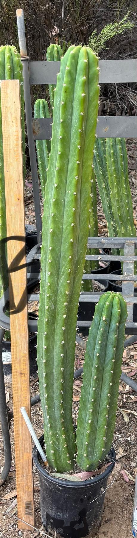 #EC125 EXACT GIANT Trichocereus Pachanoi PC Cactus Potted Specimens-Cactus - Large - Exact-The Succulent Source