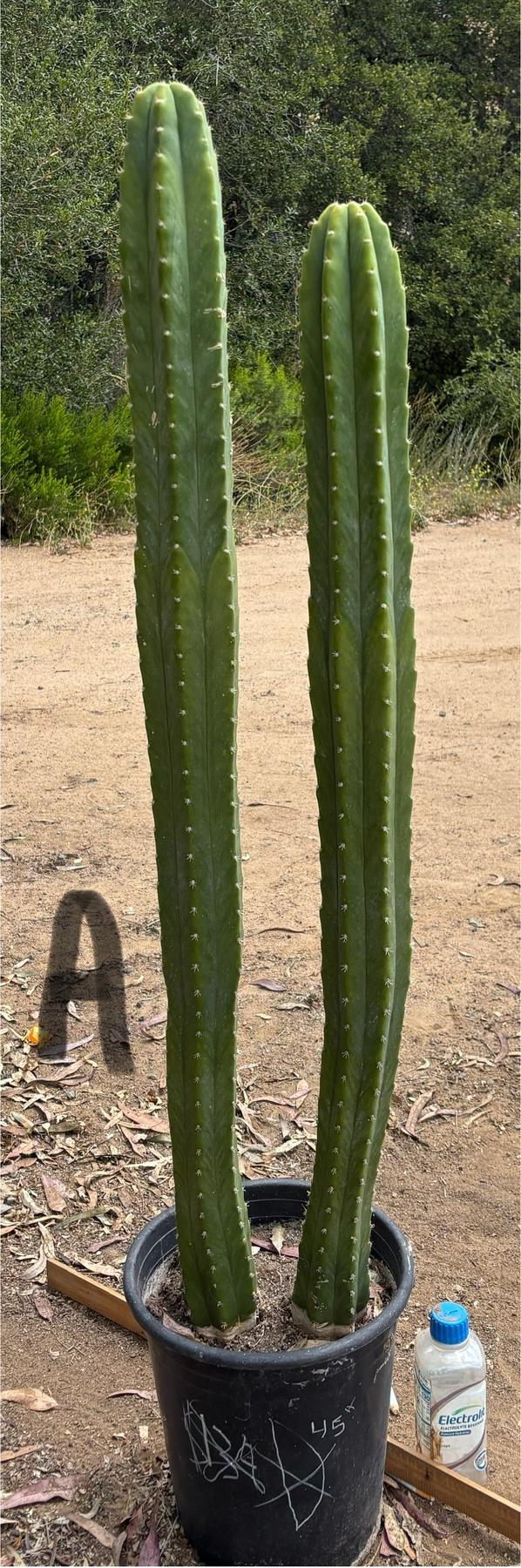 #EC125 EXACT GIANT Trichocereus Pachanoi PC Cactus Potted Specimens-Cactus - Large - Exact-The Succulent Source