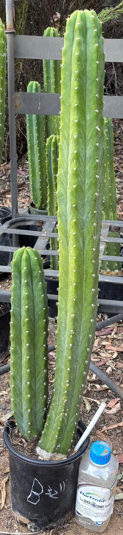 #EC125 EXACT GIANT Trichocereus Pachanoi PC Cactus Potted Specimens-Cactus - Large - Exact-The Succulent Source