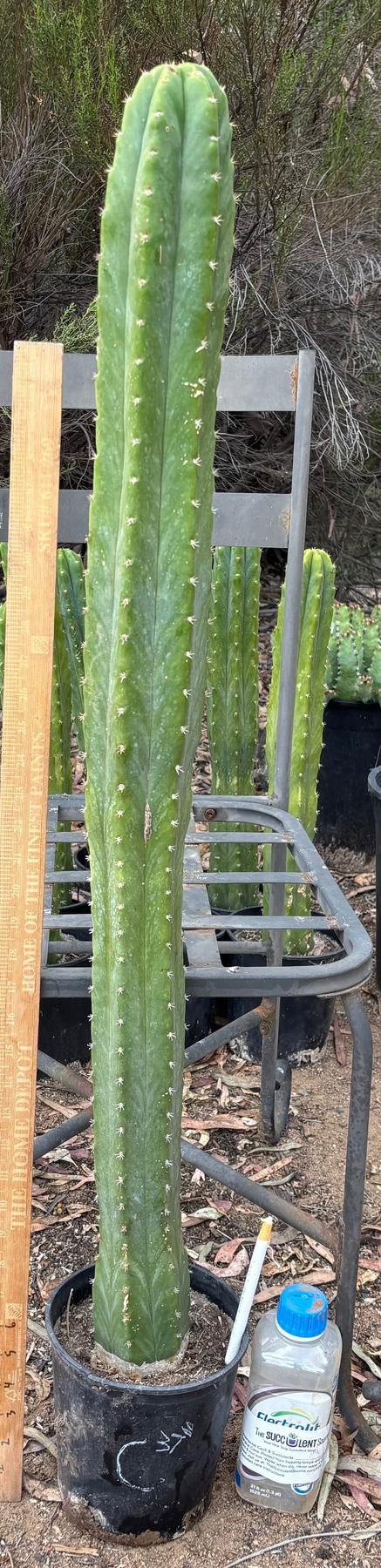 #EC125 EXACT GIANT Trichocereus Pachanoi PC Cactus Potted Specimens-Cactus - Large - Exact-The Succulent Source