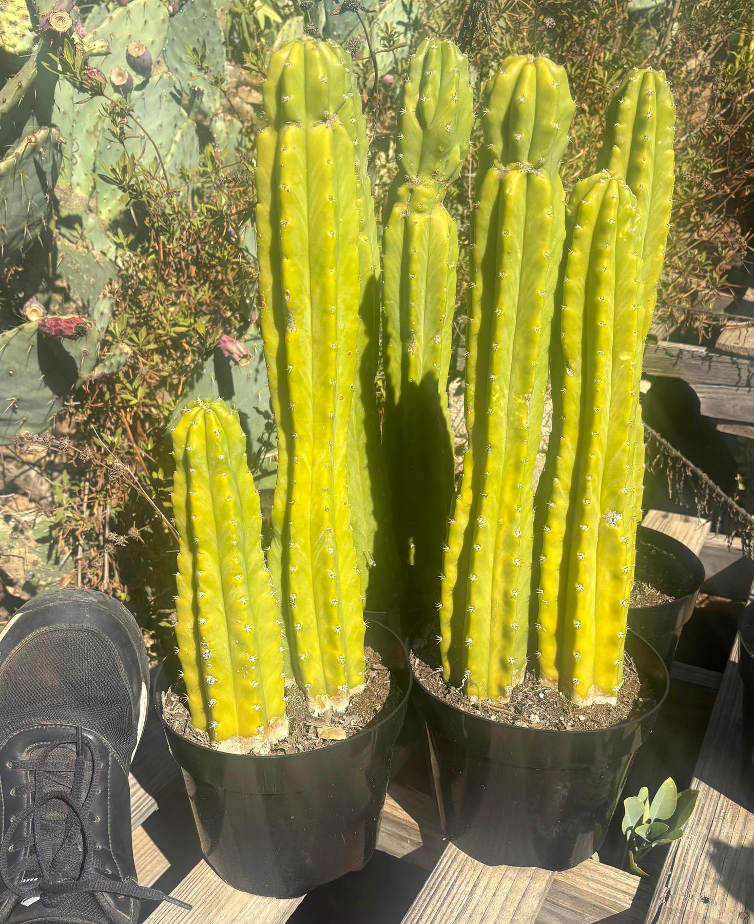 #EC125 EXACT GIANT Trichocereus Pachanoi PC Cactus Potted Specimens