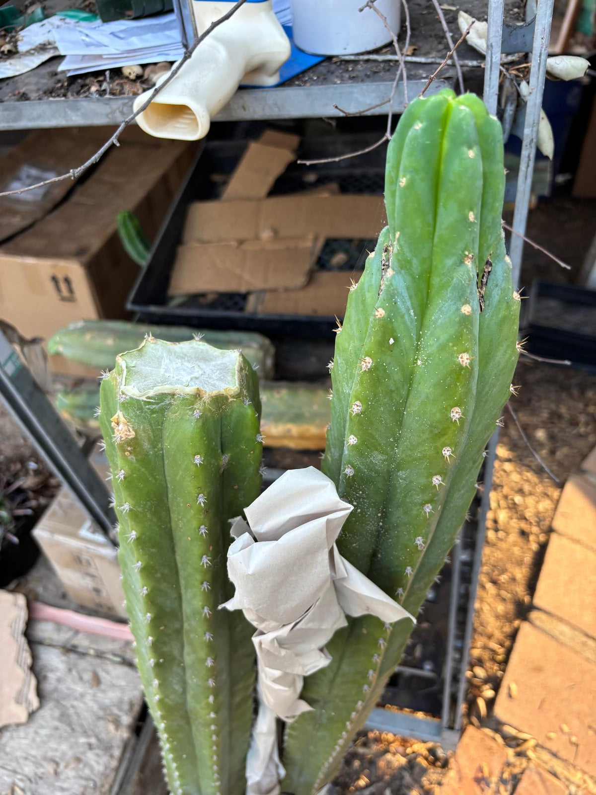 #EC125 EXACT GIANT Trichocereus Pachanoi PC Potted Cactus Specimens-Cactus - Giant-The Succulent Source