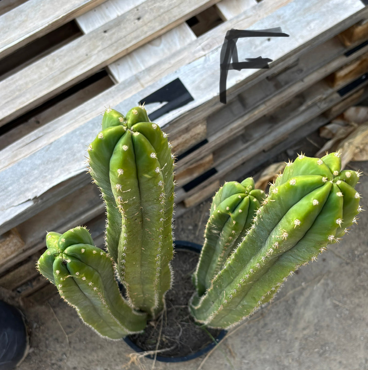 #EC125 EXACT GIANT Trichocereus Pachanoi PC Potted Cactus Specimens-Cactus - Giant-The Succulent Source