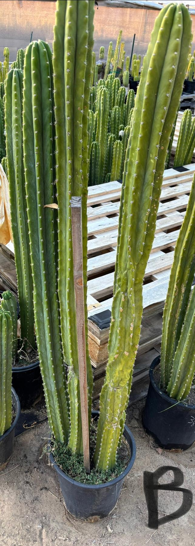 #EC125 EXACT GIANT Trichocereus Pachanoi PC Potted Cactus Specimens-Cactus - Giant-The Succulent Source