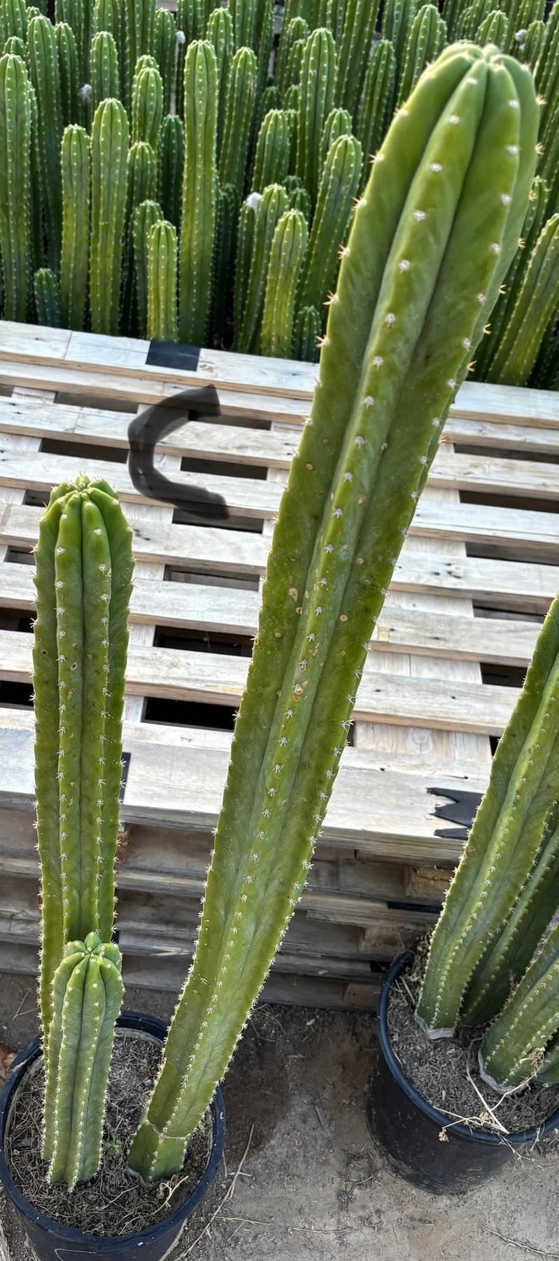 #EC125 EXACT GIANT Trichocereus Pachanoi PC Potted Cactus Specimens-Cactus - Giant-The Succulent Source