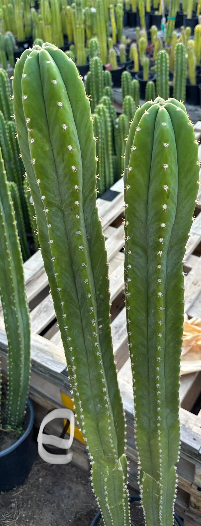 #EC125 EXACT GIANT Trichocereus Pachanoi PC Potted Cactus Specimens-Cactus - Giant-The Succulent Source