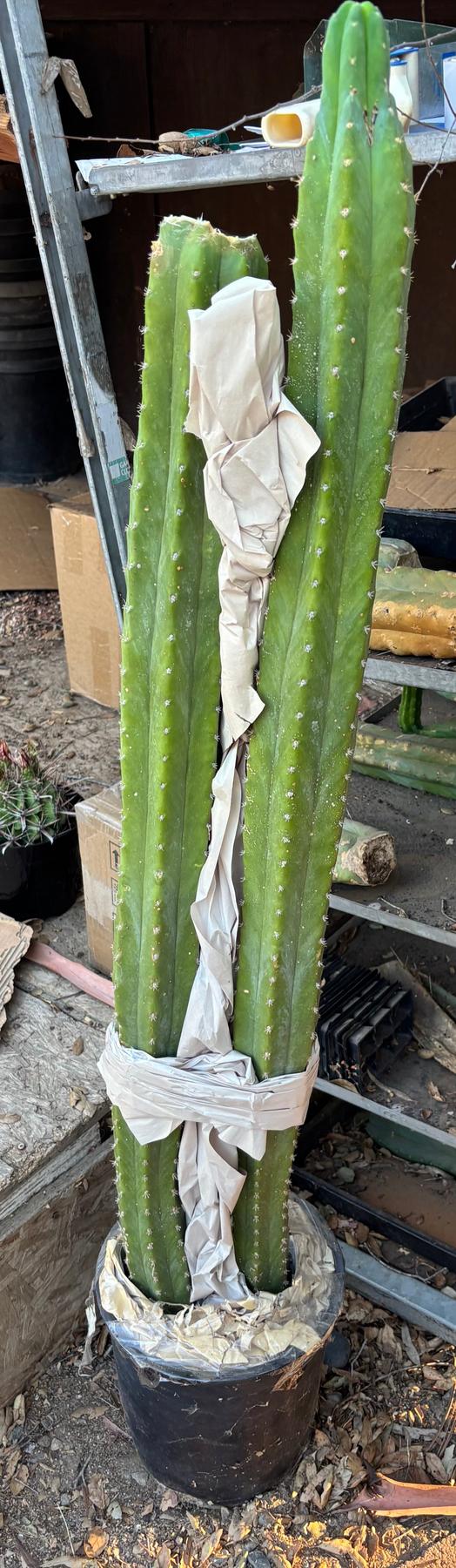 #EC125 EXACT GIANT Trichocereus Pachanoi PC Potted Cactus Specimens-Cactus - Giant-The Succulent Source