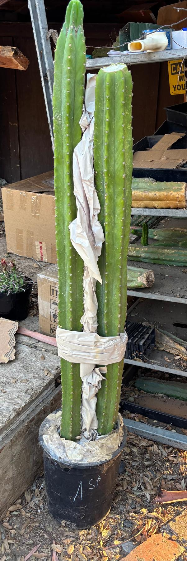 #EC125 EXACT GIANT Trichocereus Pachanoi PC Potted Cactus Specimens-Cactus - Giant-The Succulent Source