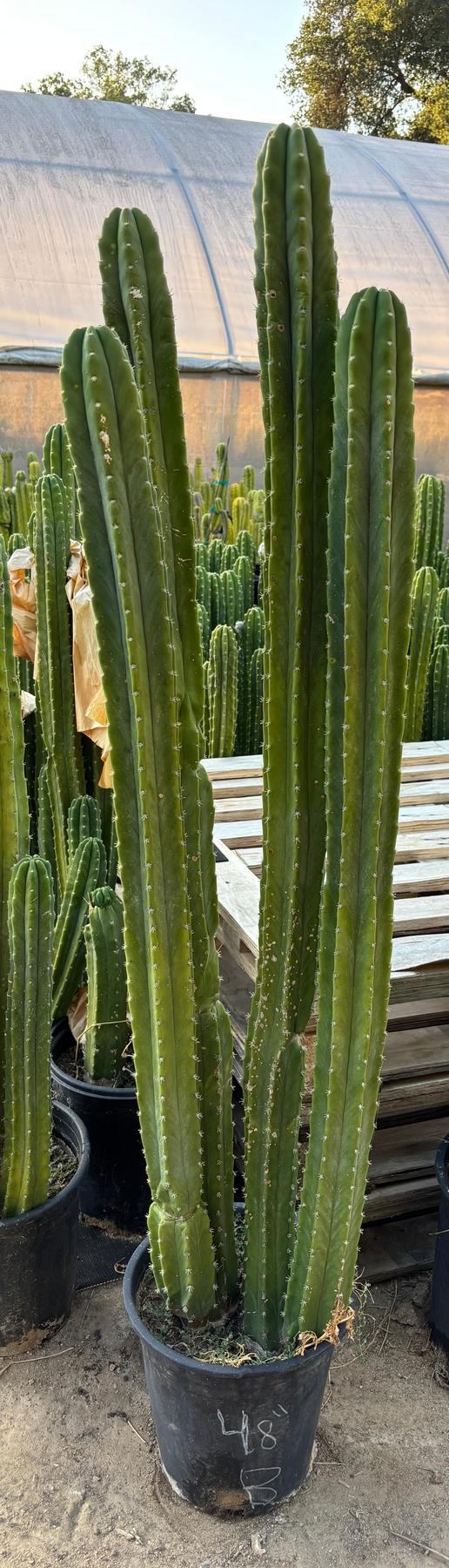 #EC125 EXACT GIANT Trichocereus Pachanoi PC Potted Cactus Specimens-Cactus - Giant-The Succulent Source