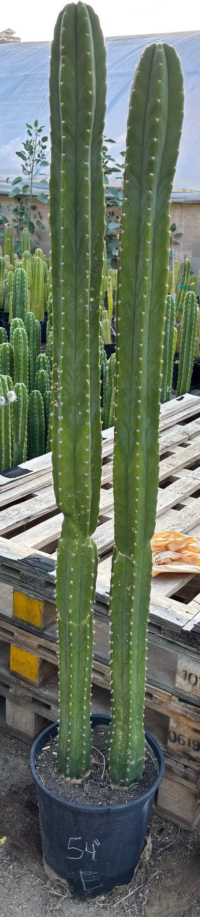 #EC125 EXACT GIANT Trichocereus Pachanoi PC Potted Cactus Specimens-Cactus - Giant-The Succulent Source