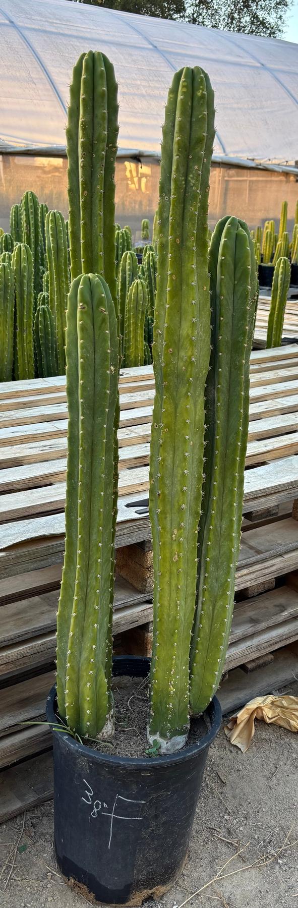 #EC125 EXACT GIANT Trichocereus Pachanoi PC Potted Cactus Specimens-Cactus - Giant-The Succulent Source