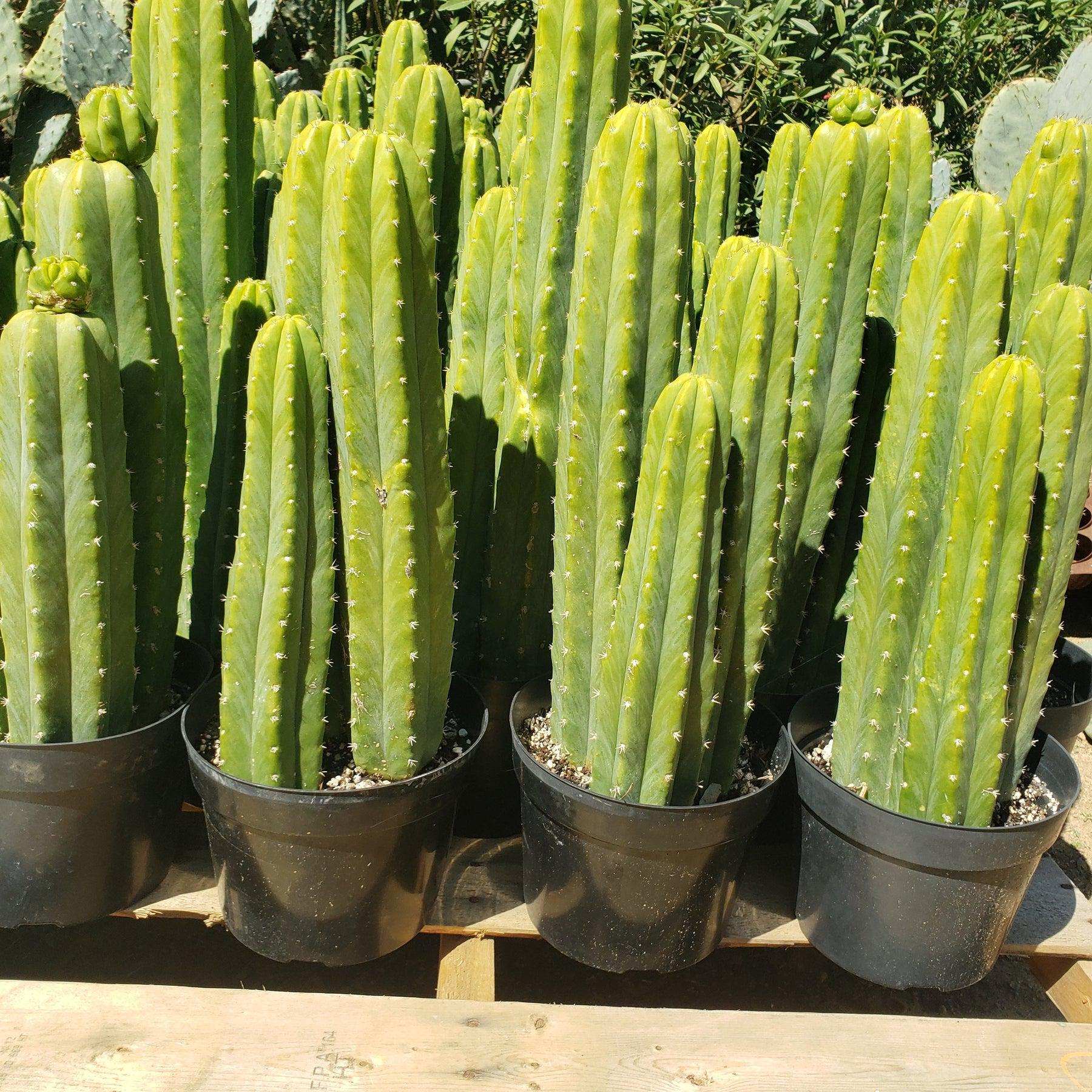 #EC125 EXACT Trichocereus Pachanoi PC Cactus 45"+-Cactus - Large - Exact-The Succulent Source