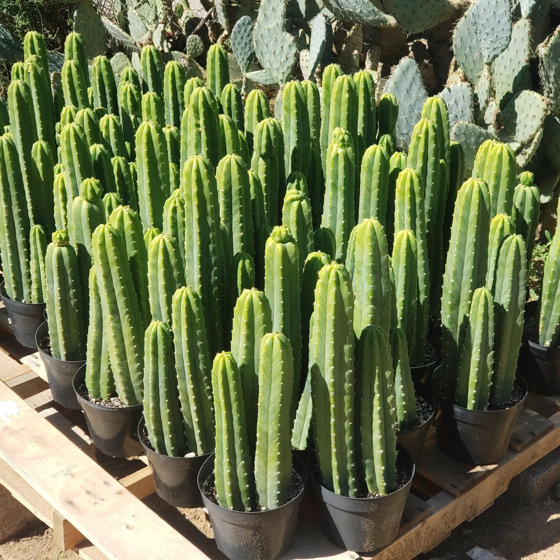 #EC125 EXACT Trichocereus Pachanoi PC Cactus 45"+-Cactus - Large - Exact-The Succulent Source