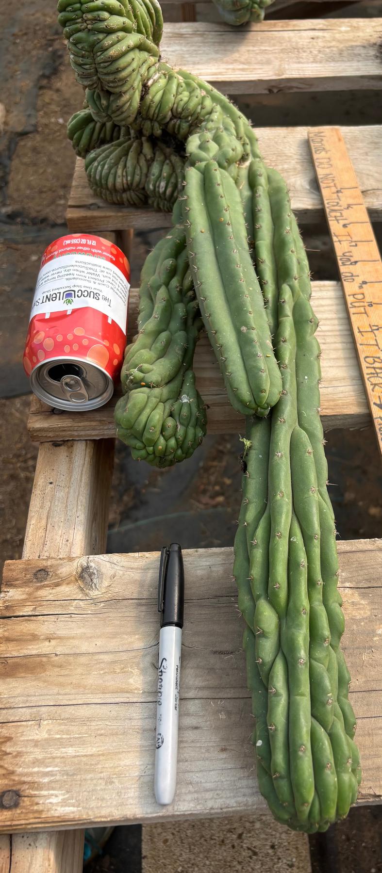 #EC126 EXACT Trichocereus BIG Pachanoi Crested Cactus Cutting 23”-Cactus - Large - Exact-The Succulent Source