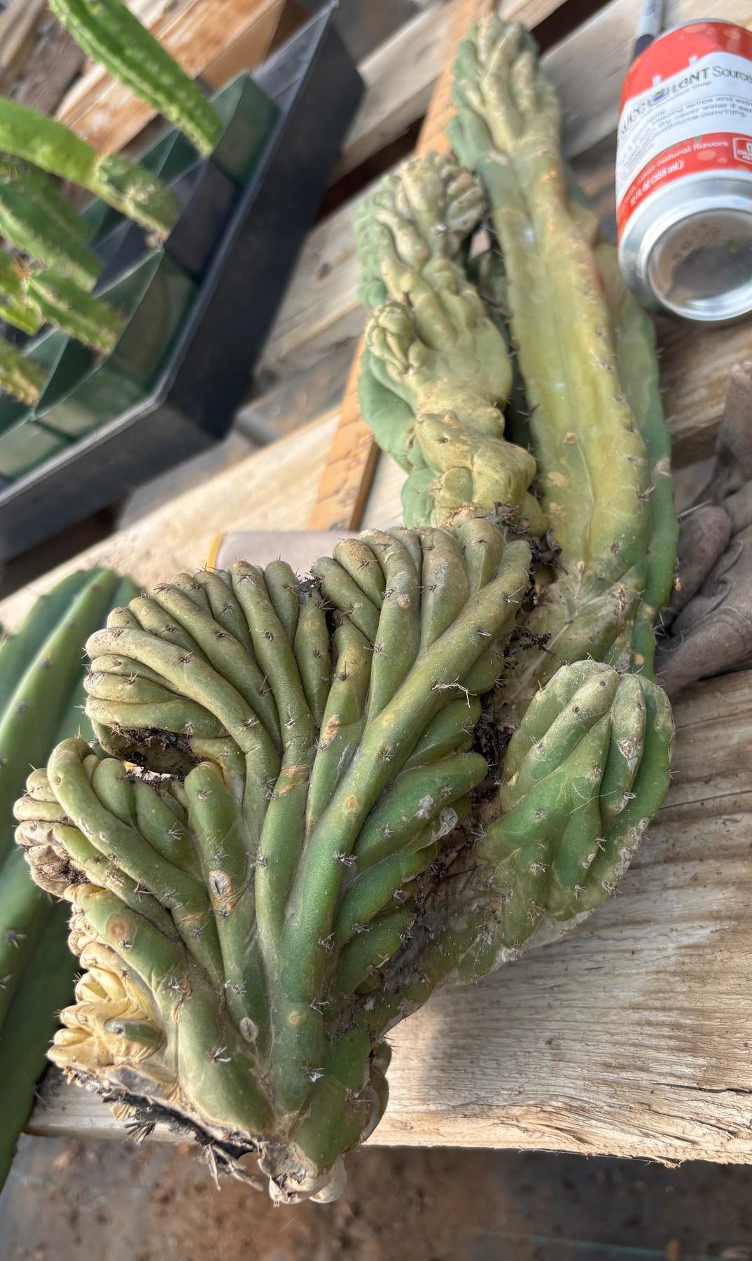 #EC126 EXACT Trichocereus BIG Pachanoi Crested Cactus Cutting 23”-Cactus - Large - Exact-The Succulent Source