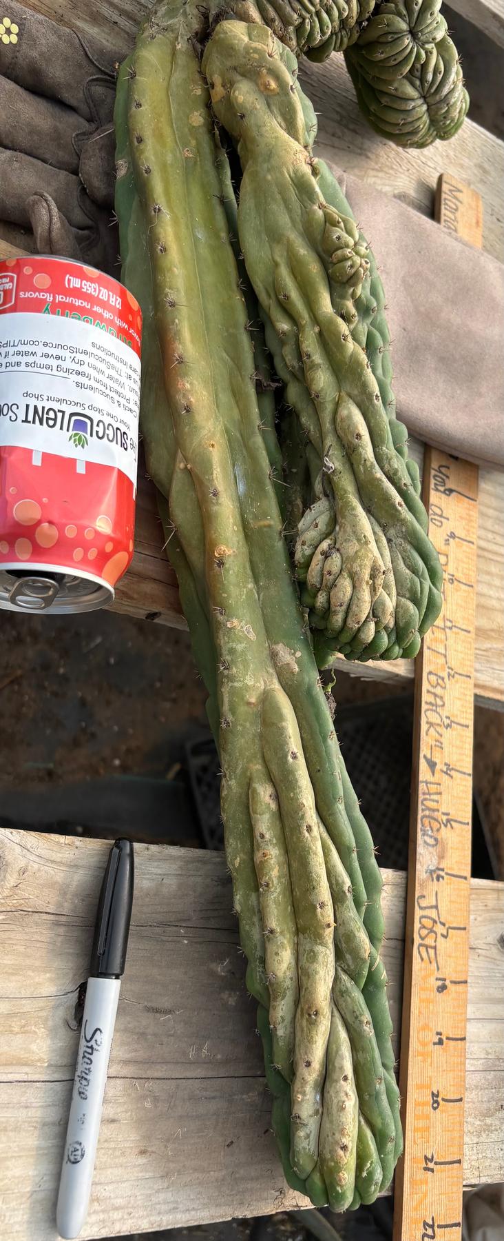 #EC126 EXACT Trichocereus BIG Pachanoi Crested Cactus Cutting 23”-Cactus - Large - Exact-The Succulent Source