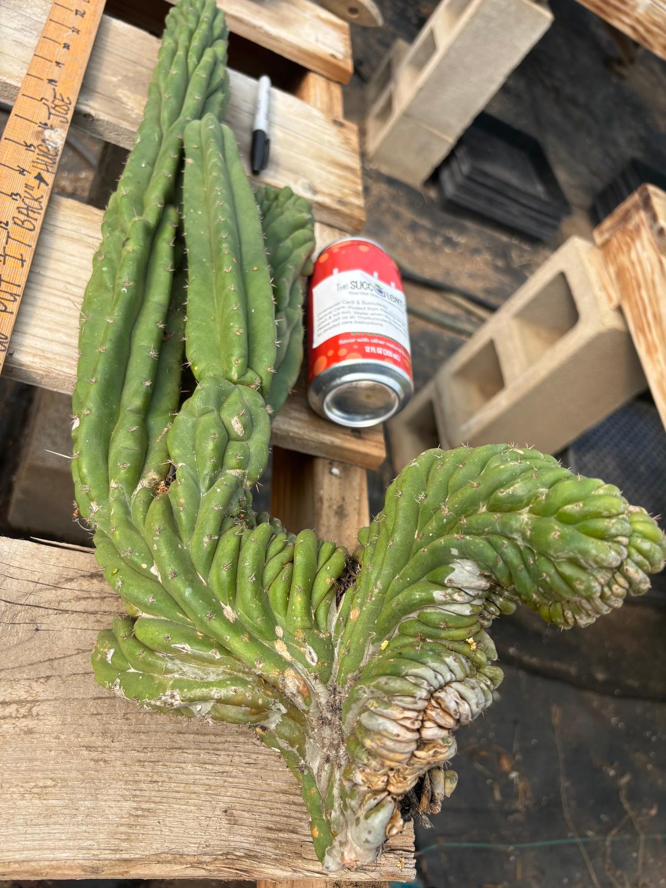 #EC126 EXACT Trichocereus BIG Pachanoi Crested Cactus Cutting 23”-Cactus - Large - Exact-The Succulent Source