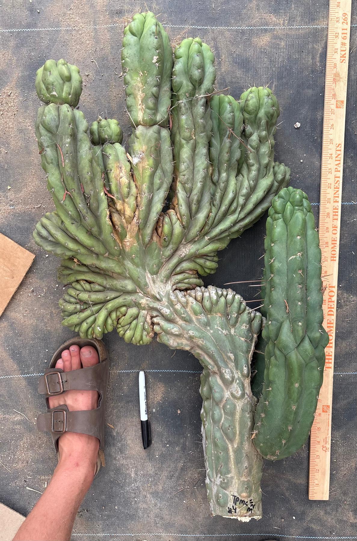 #EC126 EXACT Trichocereus GIANT Pachanoi Crested San Pedro Cactus Cuttings-Cactus - Big-The Succulent Source