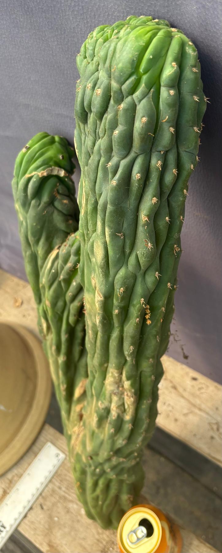 #EC126 EXACT Trichocereus Pachanoi Crested Cactus Cutting 27”-Cactus - Large - Exact-The Succulent Source