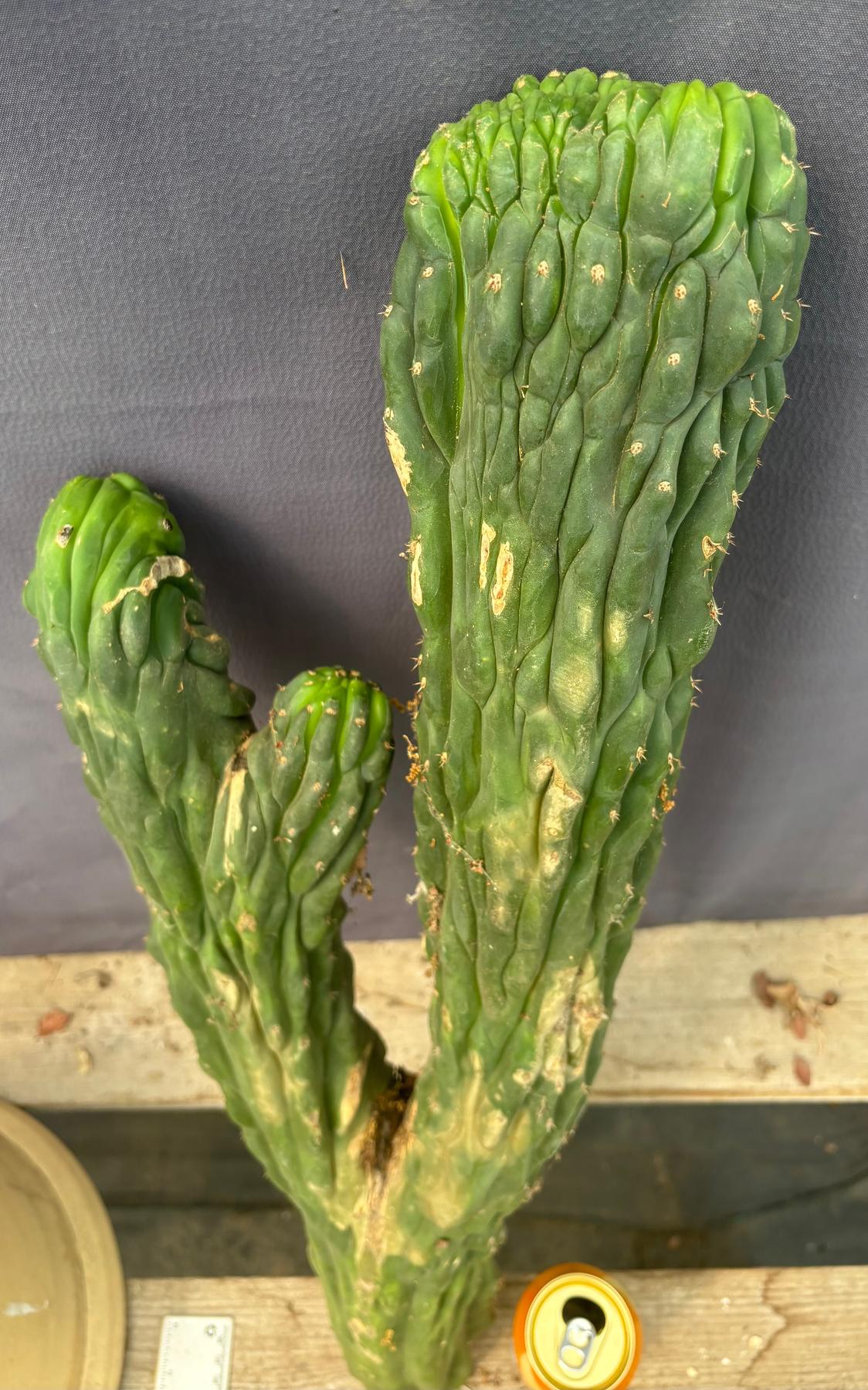 #EC126 EXACT Trichocereus Pachanoi Crested Cactus Cutting 27”-Cactus - Large - Exact-The Succulent Source