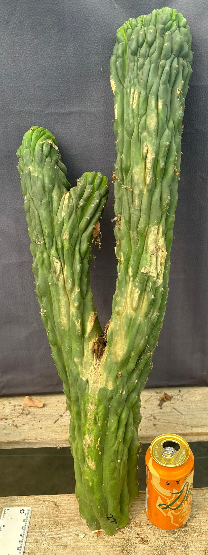 #EC126 EXACT Trichocereus Pachanoi Crested Cactus Cutting 27”-Cactus - Large - Exact-The Succulent Source