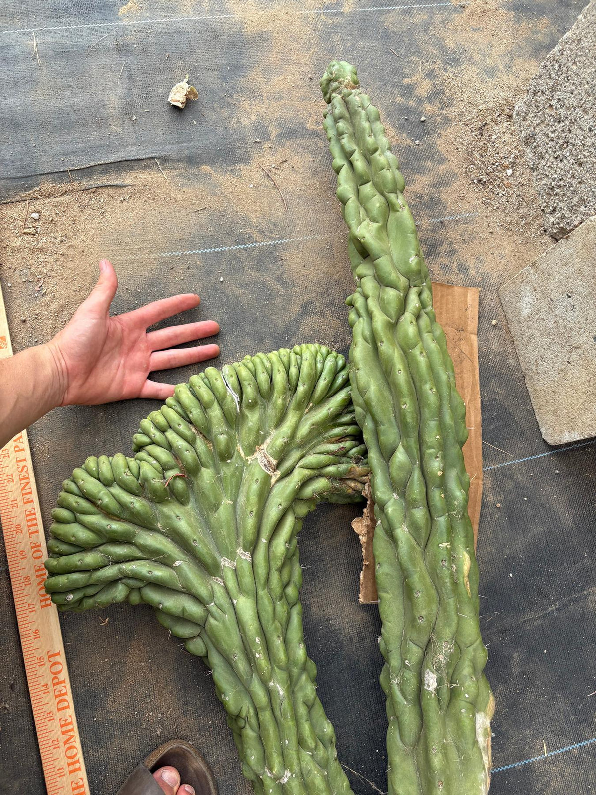 #EC127 EXACT LONG Trichocereus Pachanoi Monstrose Crested TPMCactus Cuttings-Cactus - Large - Exact-The Succulent Source