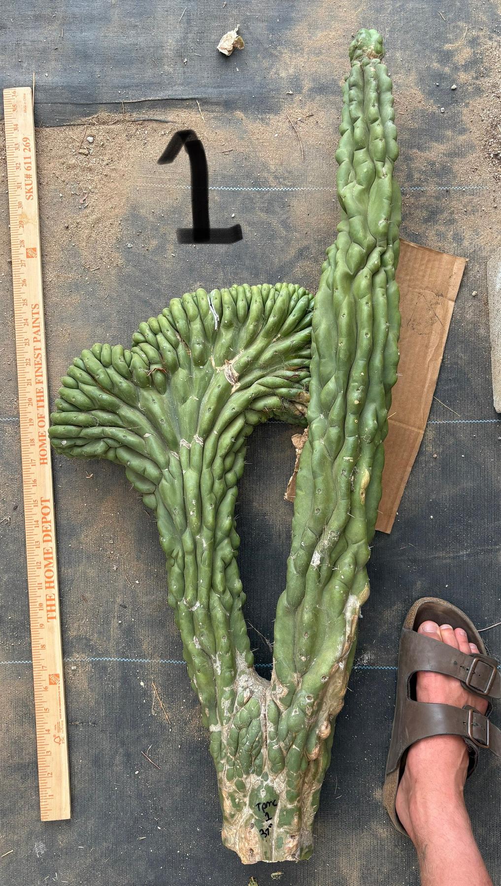 #EC127 EXACT LONG Trichocereus Pachanoi Monstrose Crested TPMCactus Cuttings-Cactus - Large - Exact-The Succulent Source