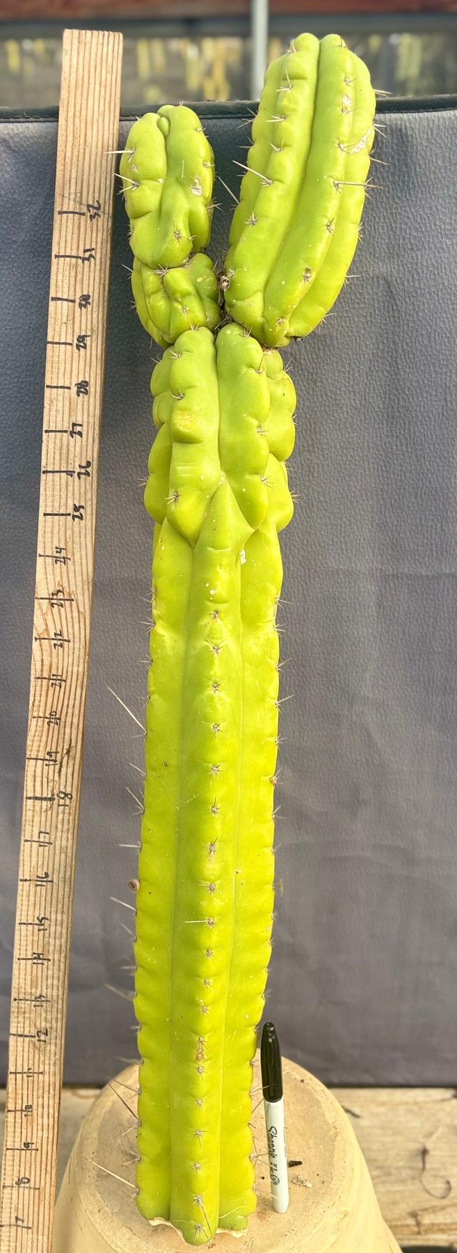 #EC127 EXACT LONG Trichocereus Pachanoi Monstrose TPM Cactus 27.5” TLC Cutting-Cactus - Large - Exact-The Succulent Source