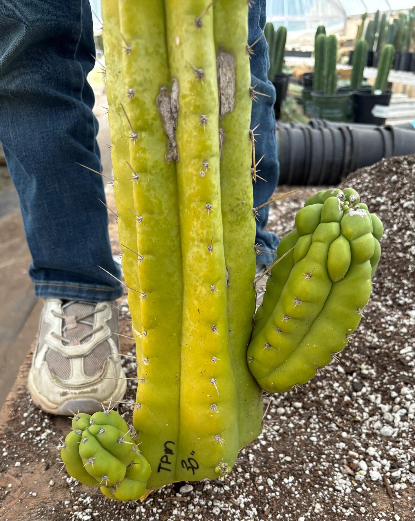 #EC127 EXACT LONGGG Trichocereus Pachanoi Monstrose TPM Cactus 30” Cutting-Cactus - Large - Exact-The Succulent Source