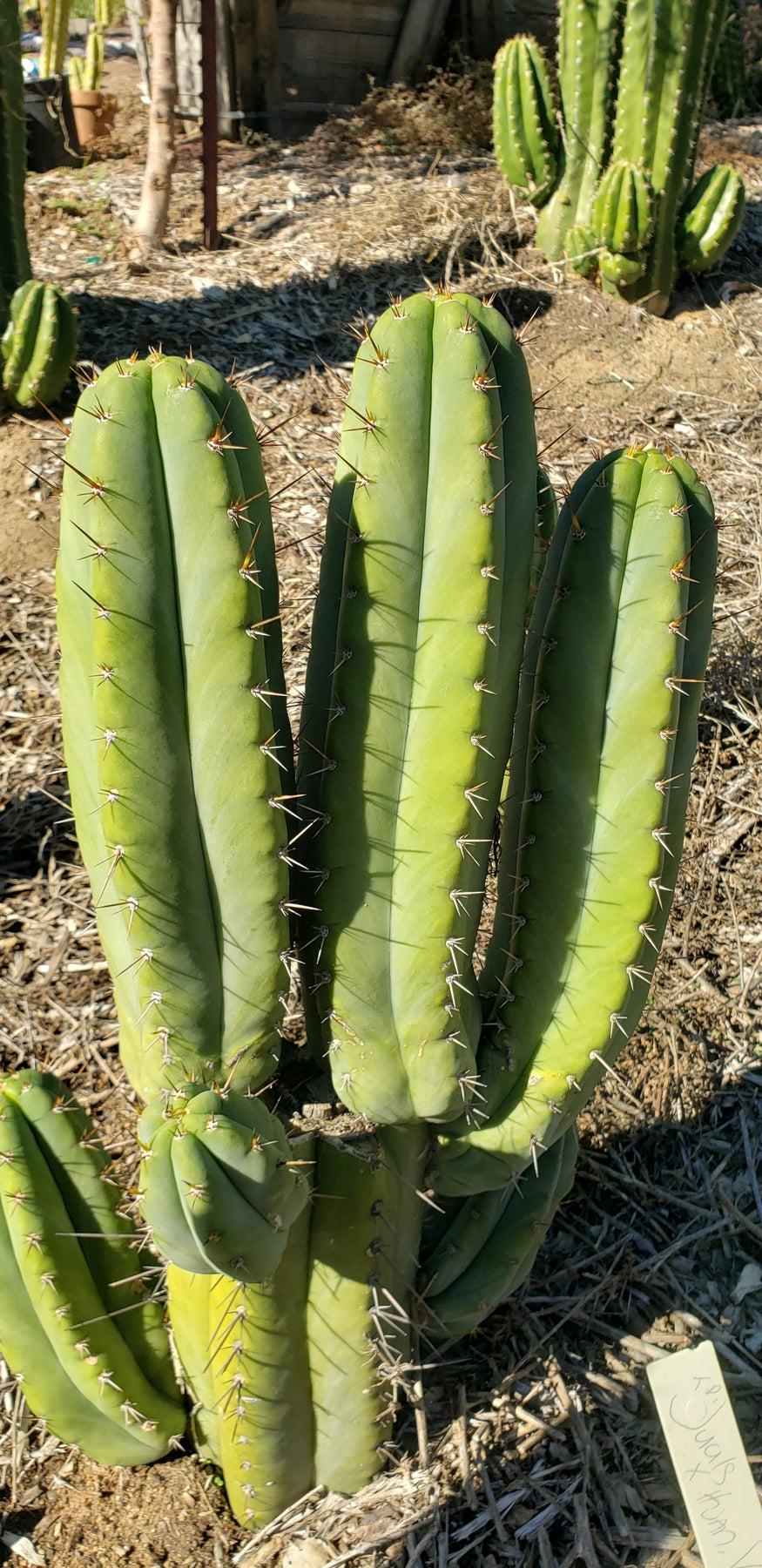 #EC128 EXACT Trichocereus Peruvianus OMS Ornamental Cactus Cutting 7-8"-Cactus - Large - Exact-The Succulent Source