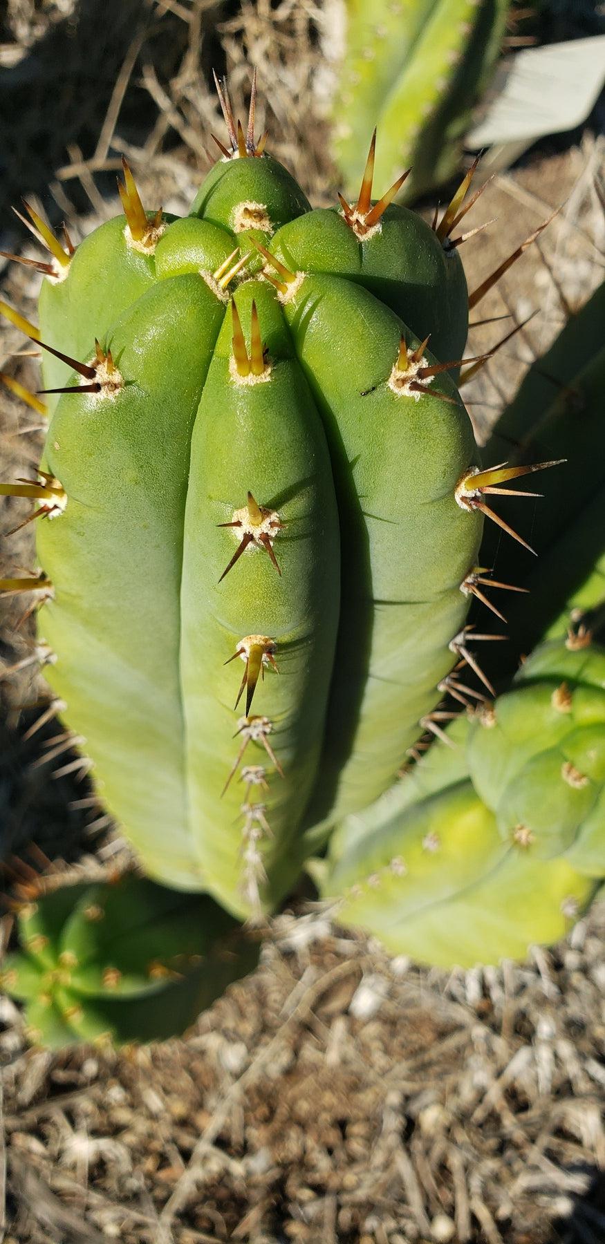 #EC128 EXACT Trichocereus Peruvianus OMS Ornamental Cactus Cutting 7-8"-Cactus - Large - Exact-The Succulent Source