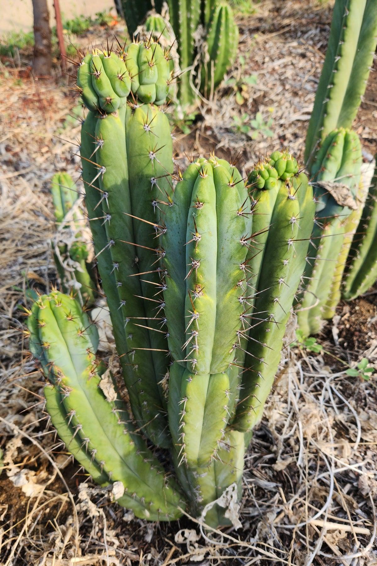 #EC128 EXACT Trichocereus Peruvianus Old Man Stand OMS Ornamental Cactus Cutting-Cactus - Large - Exact-The Succulent Source
