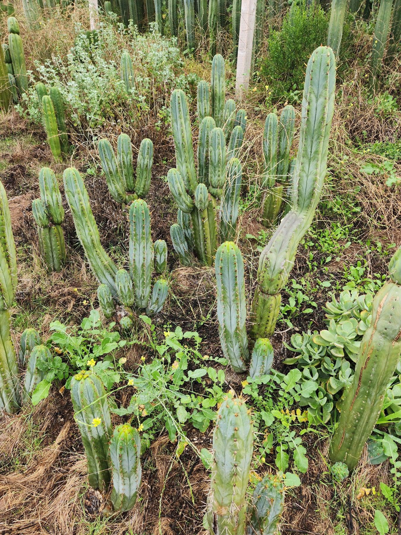 #EC128 EXACT Trichocereus Peruvianus Old Man Stand OMS Ornamental Cactus Cutting-Cactus - Large - Exact-The Succulent Source