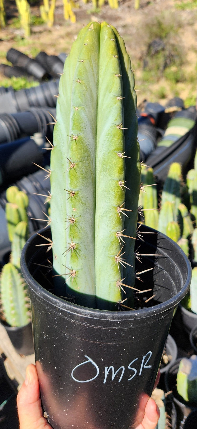 #EC128 EXACT Trichocereus Peruvianus Old Man Stand OMS Ornamental Cactus Cutting & Potted-Cactus - Large - Exact-The Succulent Source