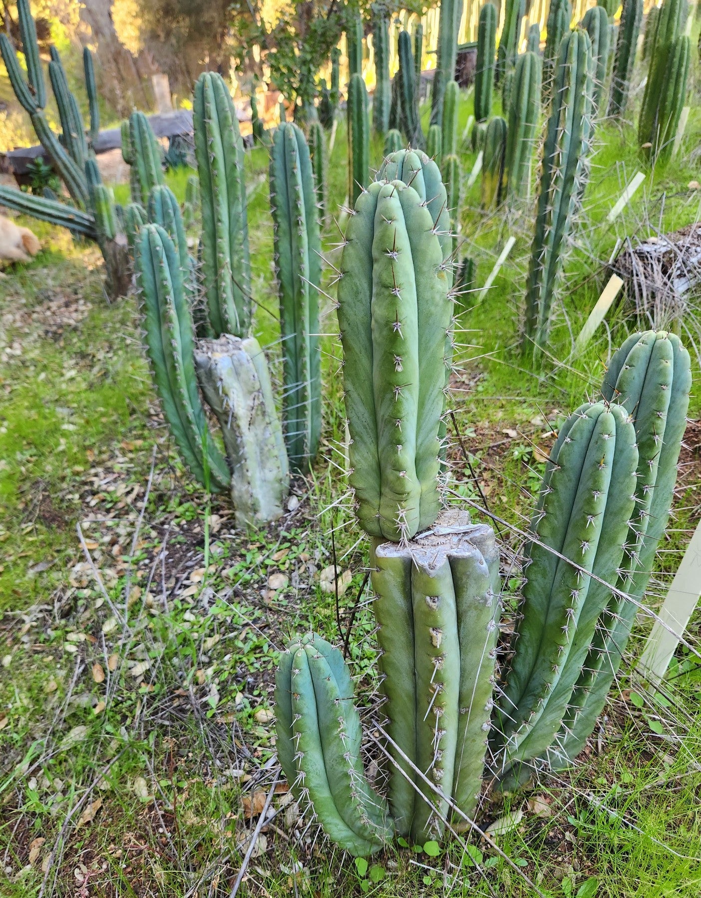 #EC128 EXACT Trichocereus Peruvianus Old Man Stand OMS Ornamental Cactus Cutting & Potted-Cactus - Large - Exact-The Succulent Source