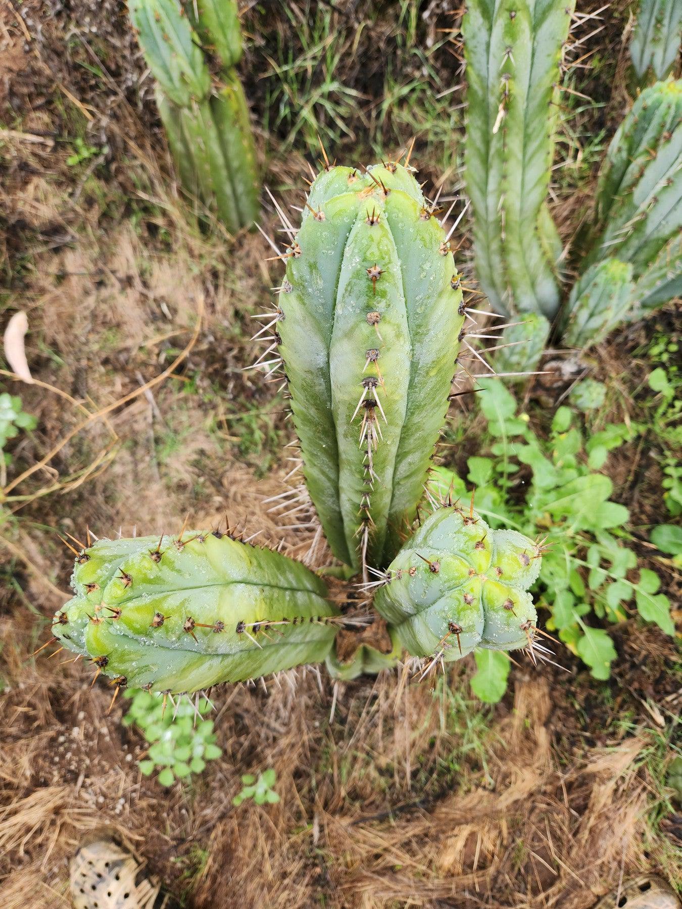 #EC128 EXACT Trichocereus Peruvianus Old Man Stand OMS Ornamental Cactus Cutting-Cactus - Large - Exact-The Succulent Source