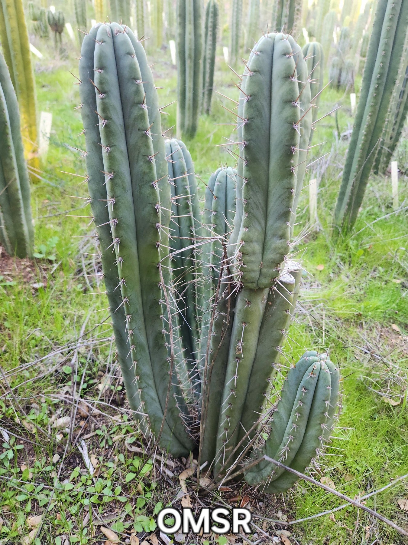 san pedro cactus purchase #EC128 Trichocereus Peruvianus Old Man Stand OMS Ornamental Cactus Cutting & Potted Peruvianus OMSR Cutting 10-12"