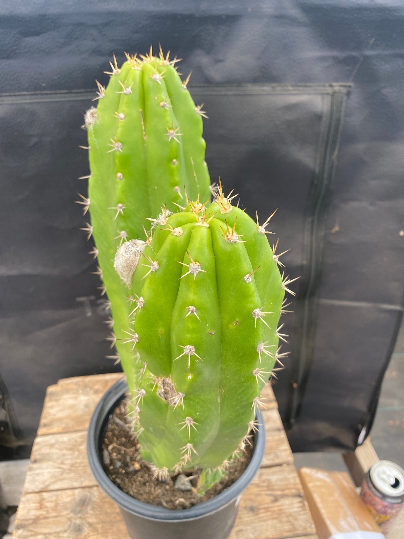 #EC129 EXACT Trichocereus Pachanoi "Jiimz Long Spine" Ornamental Cactus 13.5”-Cactus - Large - Exact-The Succulent Source