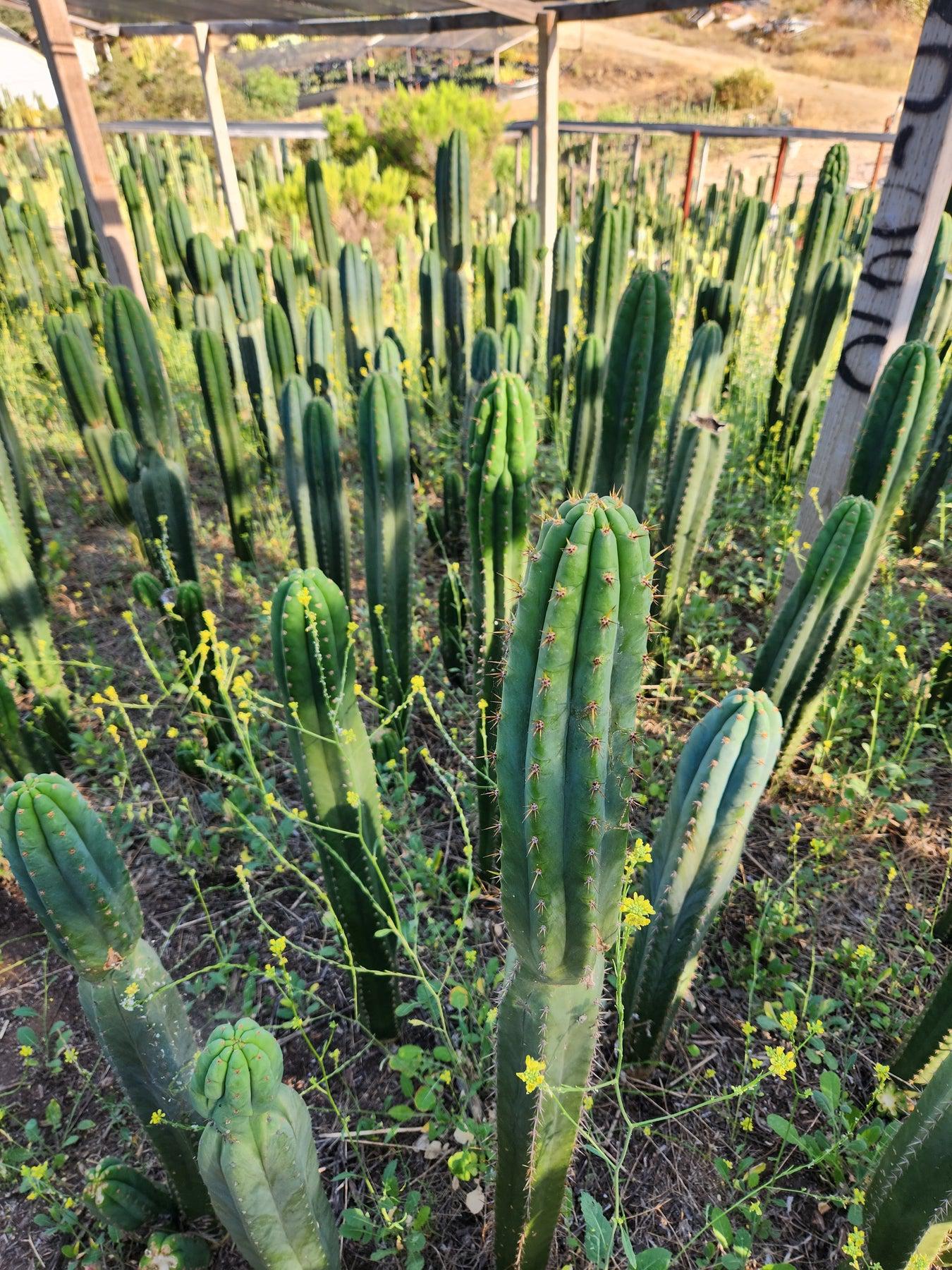 #EC13 EXACT Trichocereus Pachanoi "46" Cactus Potted 6-8"-Cactus - Large - Exact-The Succulent Source